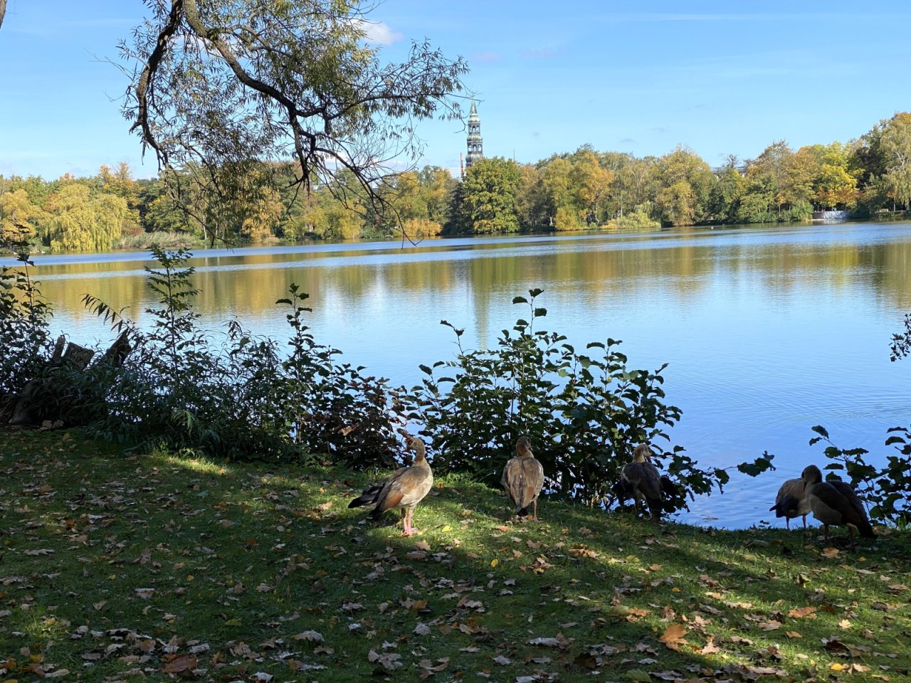 Schwanenteich Zwickau Schwanenteich Zwickau