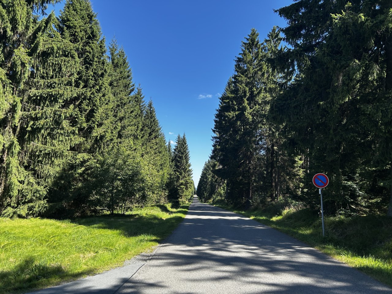 Umgebung, Wald Umgebung, Wald