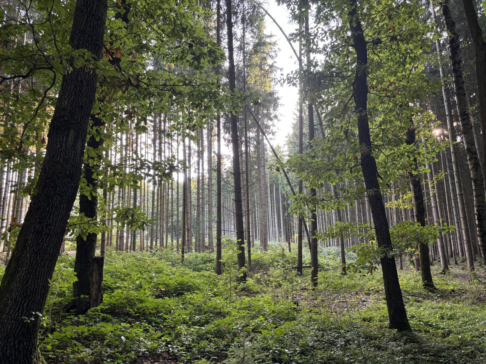 Waldgrundstück