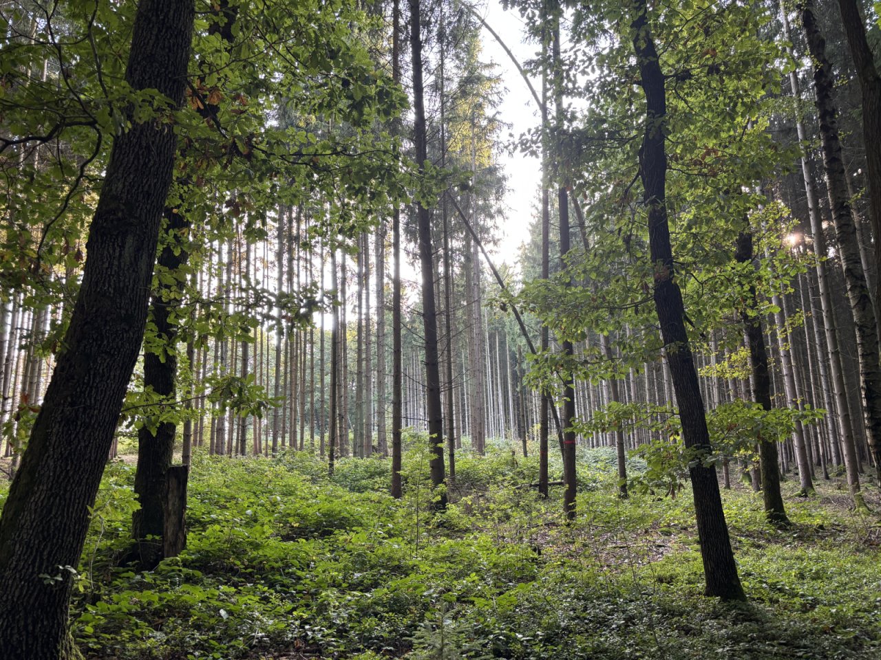Waldgrundstück